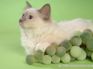 Картинка животные коты