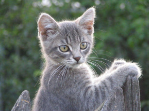 Картинка животные коты