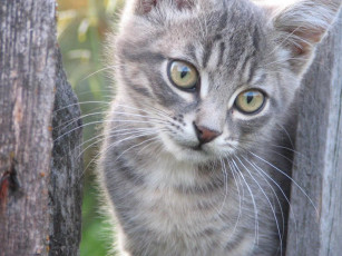 Картинка животные коты