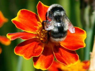 Картинка животные пчелы осы шмели