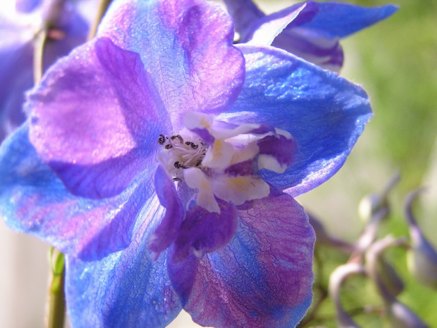 Обои картинки фото цветы, дельфиниум