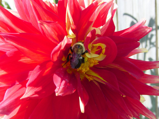 Обои картинки фото цветы, георгины