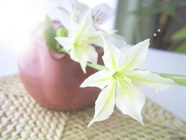 Обои картинки фото цветы, клематис, ломонос