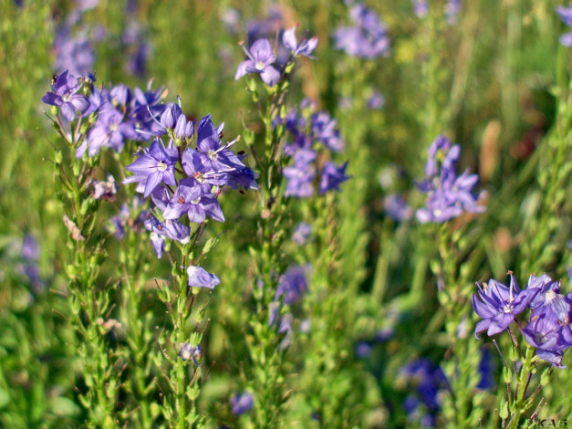 Обои картинки фото цветы, луговые, полевые