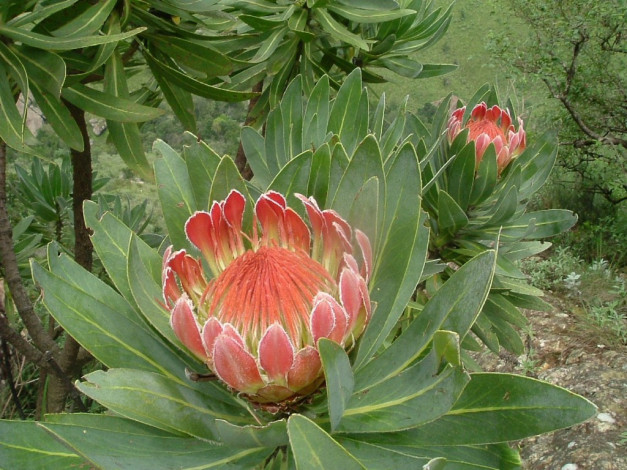 Обои картинки фото цветы, протея