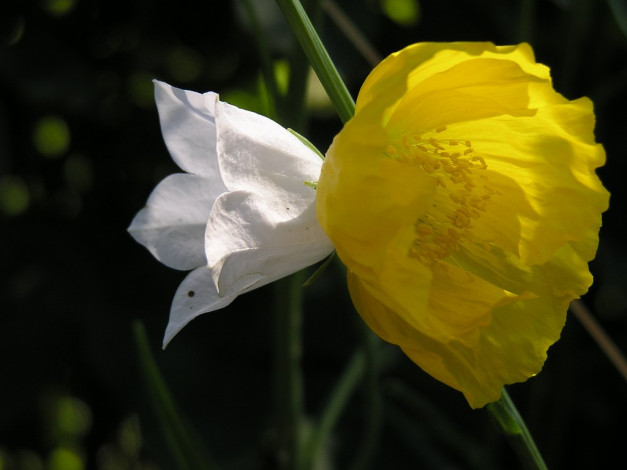 Обои картинки фото цветы, разные, вместе