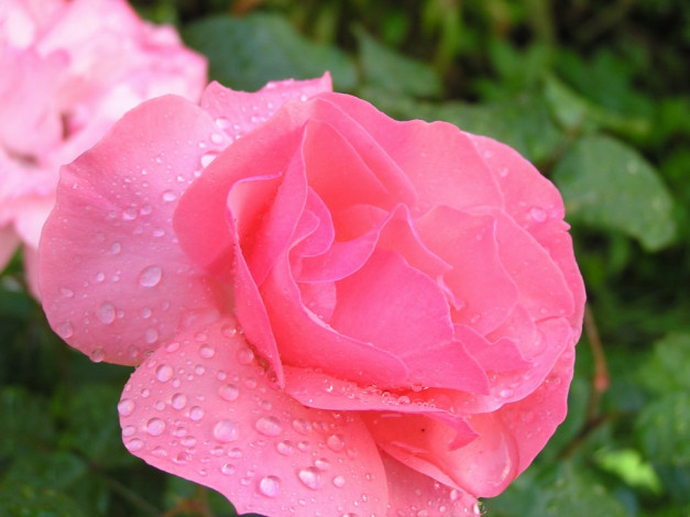 Обои картинки фото цветы, розы