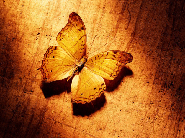 Обои картинки фото q02, разное