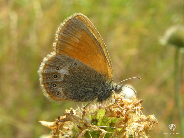 Обои картинки фото животные, бабочки