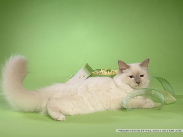 Обои картинки фото животные, коты