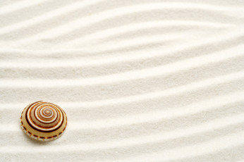 Картинка разное ракушки кораллы декоративные spa камни песок ракушка