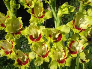 Картинка цветы гладиолусы пестрый