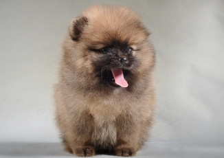 Картинка животные собаки щенок