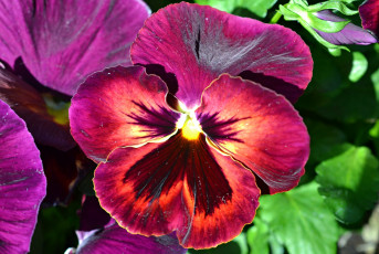 Картинка цветы анютины глазки садовые фиалки макро бархатный