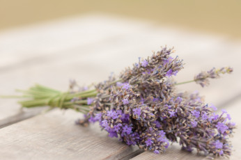 Картинка цветы лаванда букет