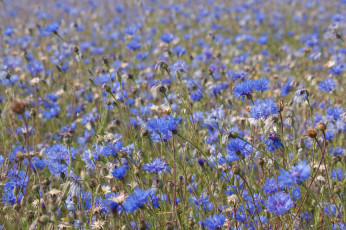 Картинка цветы васильки луг