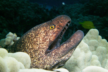 Картинка животные мурены хищник