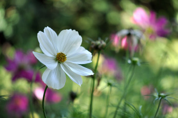 Картинка цветы космея белый