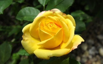 Картинка цветы розы роза бутон листья