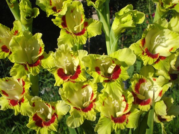 Обои картинки фото цветы, гладиолусы, пестрый