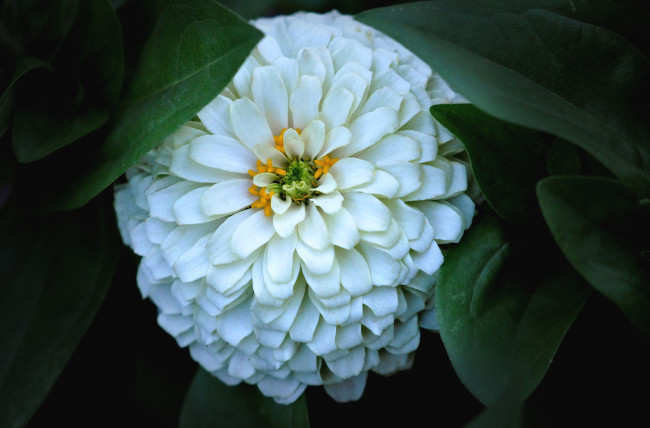 Обои картинки фото цветы, цинния, круглый, белый