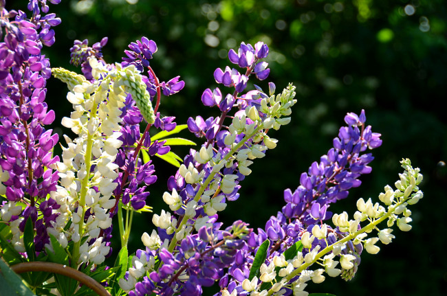 Обои картинки фото цветы, люпин, веточки