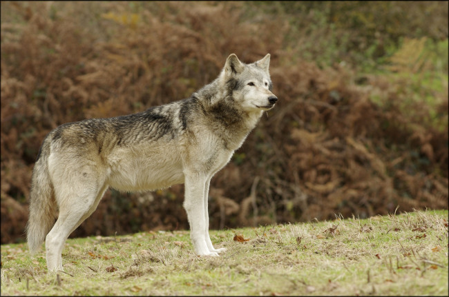 Обои картинки фото животные, волки, хищник