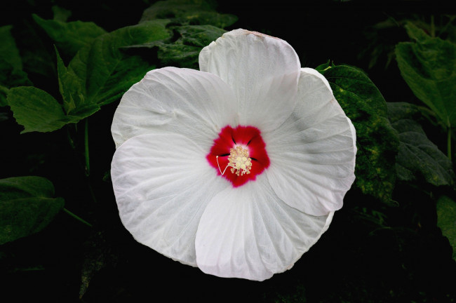 Обои картинки фото цветы, гибискусы, белый