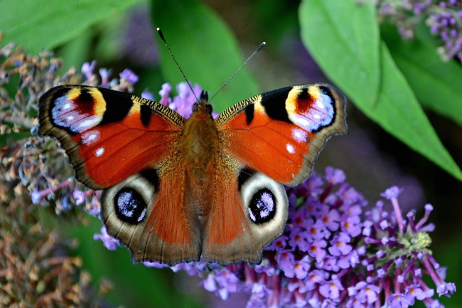 Обои картинки фото животные, бабочки, павлиний, глаз