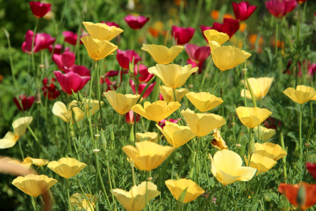 Обои картинки фото цветы, эшшольция, калифорнийский, мак