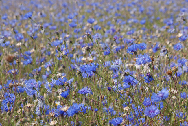Обои картинки фото цветы, васильки, луг