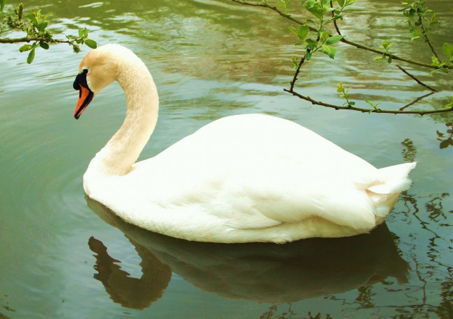 Обои картинки фото животные, лебеди, вода, отражение