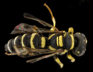 Картинка животные пчелы +осы +шмели макросъемка насекомое