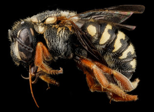 Картинка животные пчелы +осы +шмели макросъемка насекомое