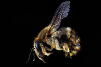 Картинка животные насекомые макросъемка насекомое