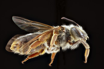 Картинка животные насекомые макросъемка насекомое