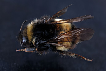 Картинка животные пчелы +осы +шмели макросъемка насекомое