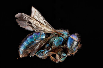 Картинка животные пчелы +осы +шмели макросъемка насекомое