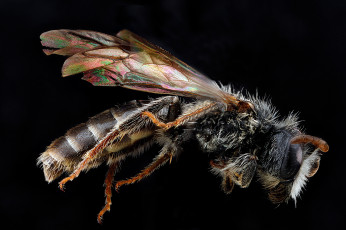 Картинка животные пчелы +осы +шмели макросъемка насекомое