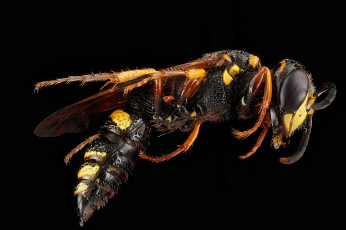 Картинка животные пчелы +осы +шмели макросъемка насекомое