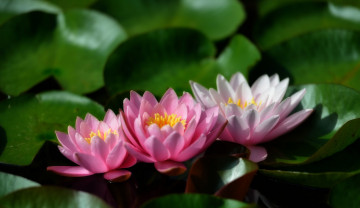 Картинка цветы лилии+водяные +нимфеи +кувшинки водяные лилии листья