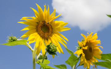 Картинка цветы подсолнухи лепестки
