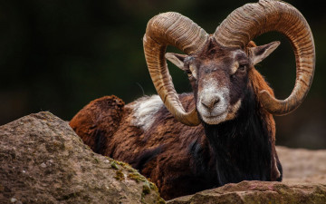 Картинка животные овцы +бараны рога