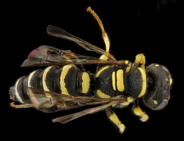 Обои картинки фото животные, пчелы,  осы,  шмели, макросъемка, насекомое