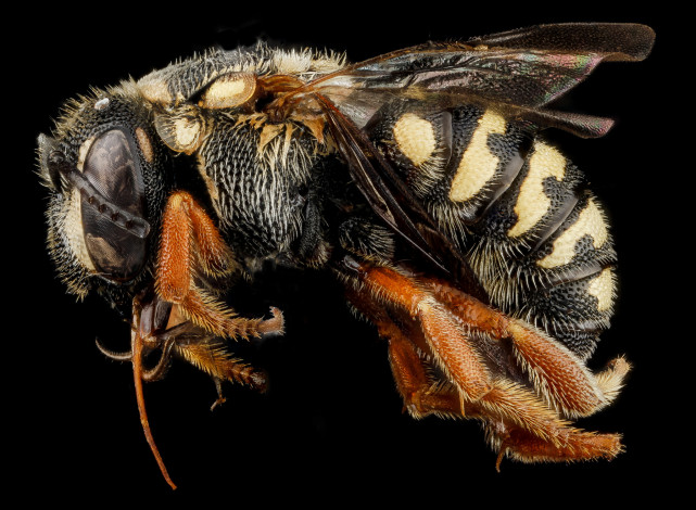 Обои картинки фото животные, пчелы,  осы,  шмели, макросъемка, насекомое