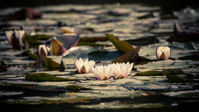 Обои картинки фото цветы, лилии водяные,  нимфеи,  кувшинки, цветение, вода, водяные, лилии, листья