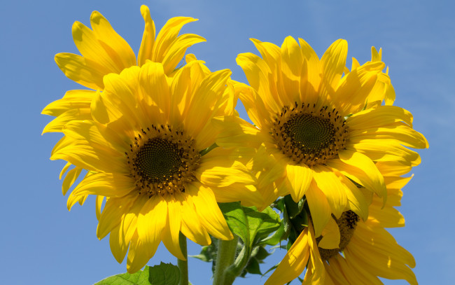 Обои картинки фото цветы, подсолнухи, лепестки