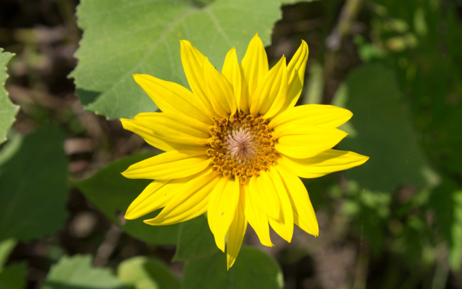 Обои картинки фото цветы, подсолнухи, желтый