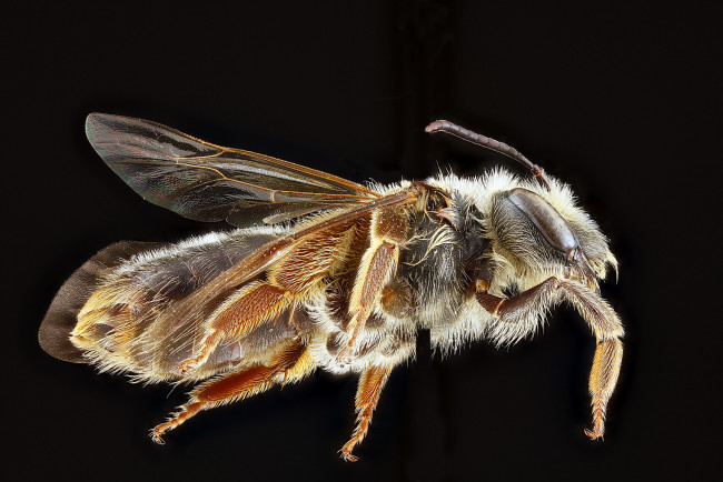 Обои картинки фото животные, насекомые, макросъемка, насекомое