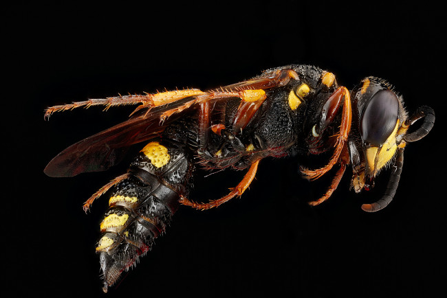 Обои картинки фото животные, пчелы,  осы,  шмели, макросъемка, насекомое